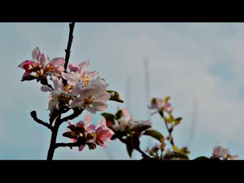 Gangadarane Karunakarane Song Lyrics on YouTube