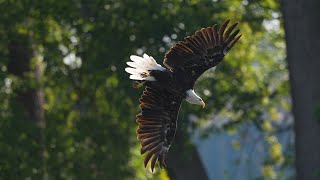🦅 Mary the bald eagle’s epic hunt! Breathtaking precision in 4K.