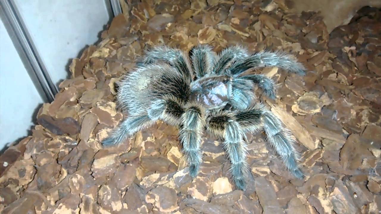 Chilean Rose Tarantula Eats Cricket YouTube