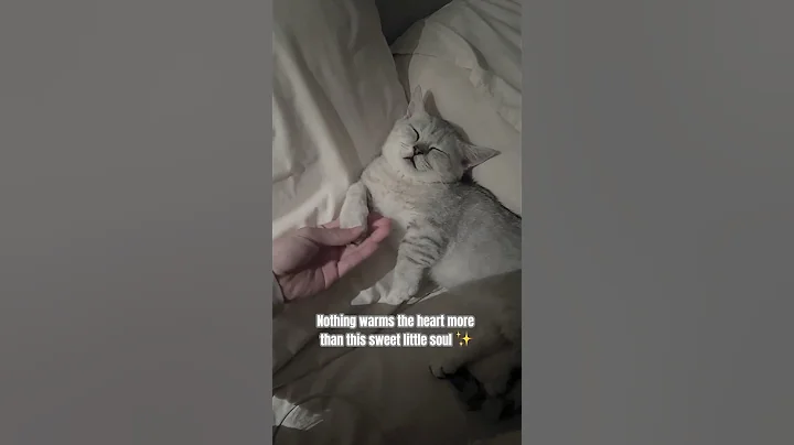 Watch the video about Euro the Munchkin #shorts #cutecat #munchkin #catlover #cat #fyp