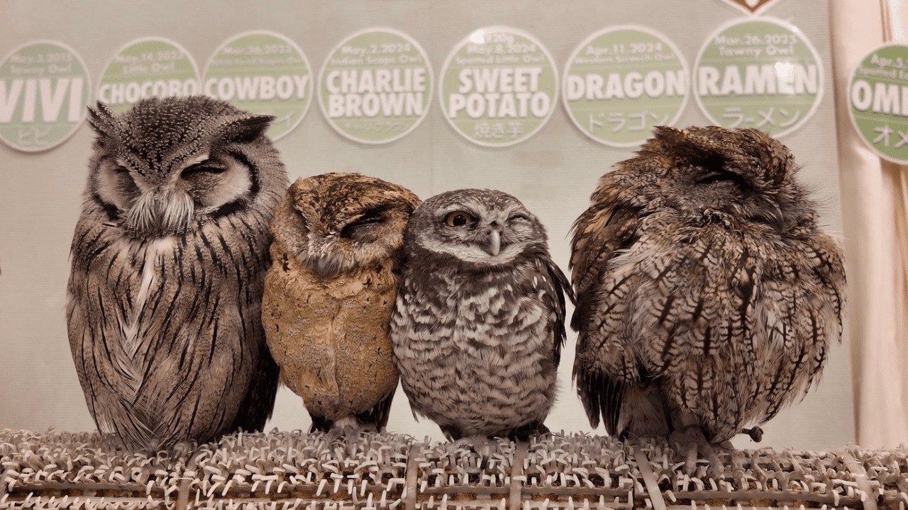 Внутри КРУПНЕЙШЕГО В МИРЕ кафе с совами! (40 сов в Токио, Япония) 🦉🇯🇵