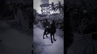 wolf in village part 1238😱#wolf #wolfhowlingsound #relaxinwolf #forest #nature #shortsviral