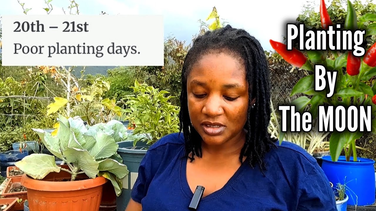 ЛУЧШИЕ ДНИ ДЛЯ ПОСАДКИ В НОЯБРЕ 2025 ГОДА ПО ВЕРСИИ THE MOON