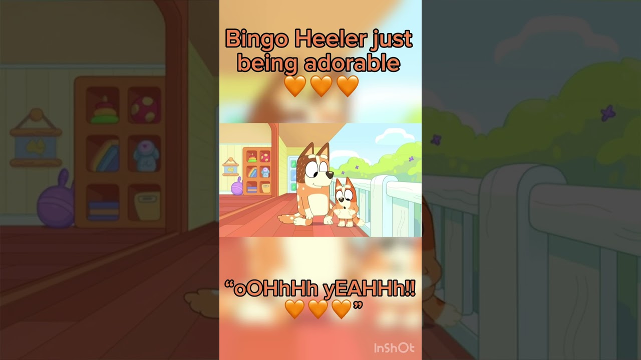 bingo heeler just being adorable 🧡🧡🧡 