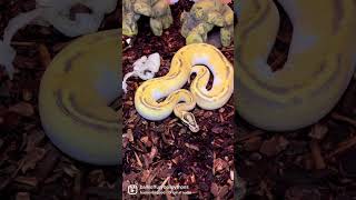She knows she’s attractive #pets #animals #snake #reptiles #ballpython #shorts #viral #fyp