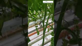 Le palissage des tomates aux mattines