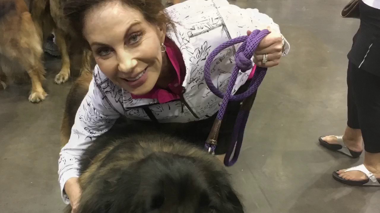 AKC Dog Show Orlando 2016