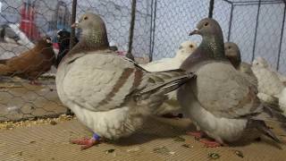 Holuby Pigeons Texan Mr. Mrúz