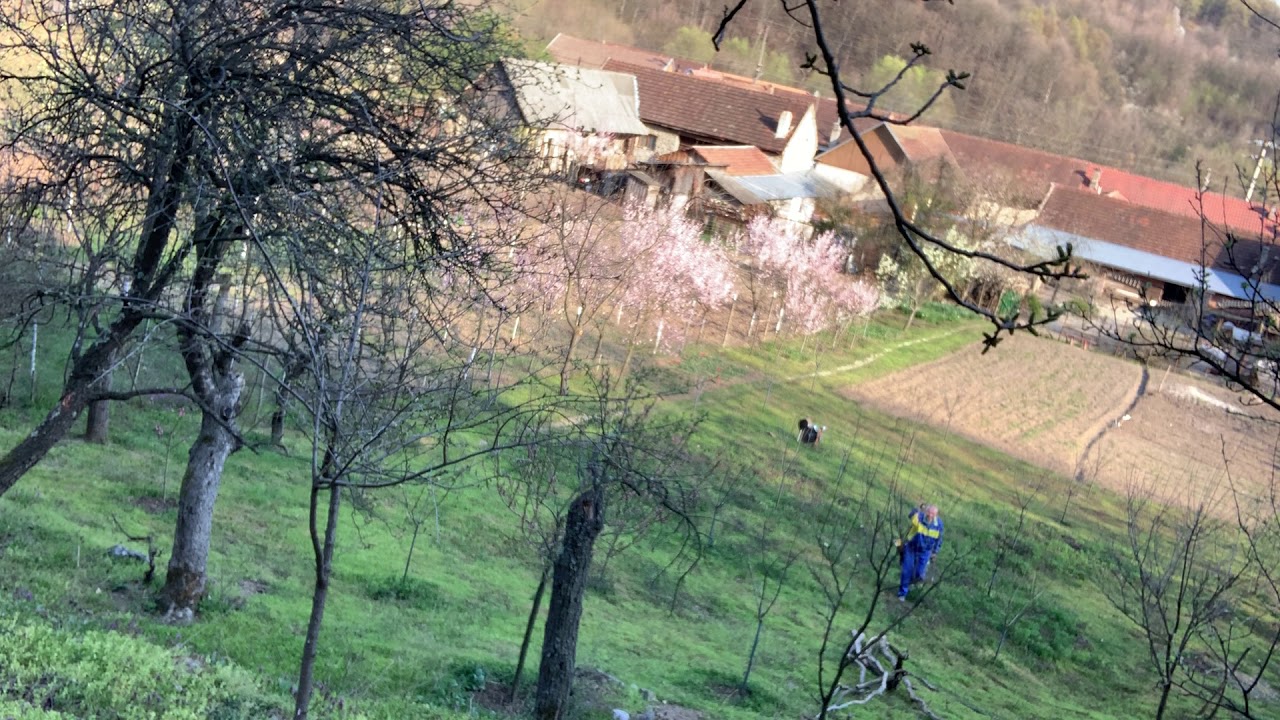 Traditional Archery shooting Mohwk Hunter. Uphill 2. 55 yards YouTube