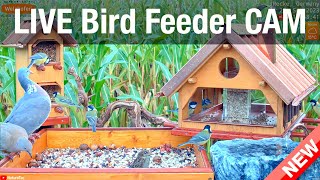 LIVE 4K Bird Feeder Cam - Bird Watching (3D Binaural Audio) ASMR HQ