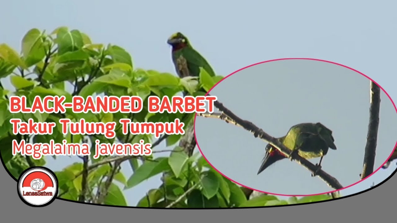 TAKUR TULUNG TUMPUK // BURUNG LANGKA BERSUARA KENTONGAN.