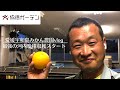 【愛媛宇和島みかん農園 vlog】最強の河内晩柑収穫スタート