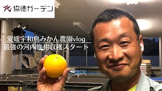 【愛媛宇和島みかん農園 vlog】最強の河内晩柑収穫スタート