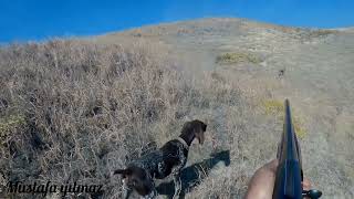 tavşan ve tahtalı avı harehunting rabbithunting kurzhaar #özkanlarfx17 صيد الأرانب охота на кролика