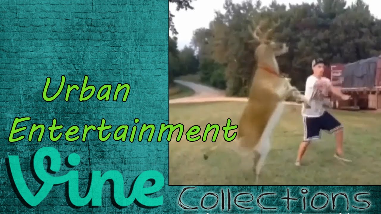 Urban Entertainment Vines | Best Vine Compilation 2015