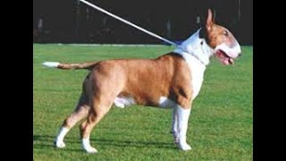 Bull Terrier History And Information