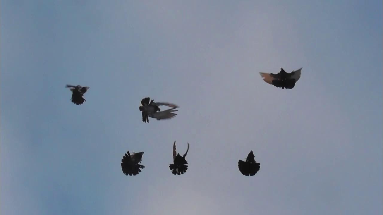 Голуби евпатории. Голуби николаевские смоляные. Голуби чернорябые николаевские. Голуби шадринские высоколетные. Голуби николаевские торцовые высоколётные.