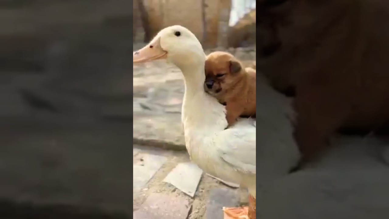 Dog and Duck so cute! 