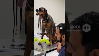 Chill Dog Like Balls