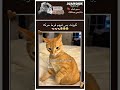 القطط المفضله عندي البرتقاليه بانقتان ممهدين الطريق للكيبوب جونغكوك ستان مالي خلق احط هاشتاقات 