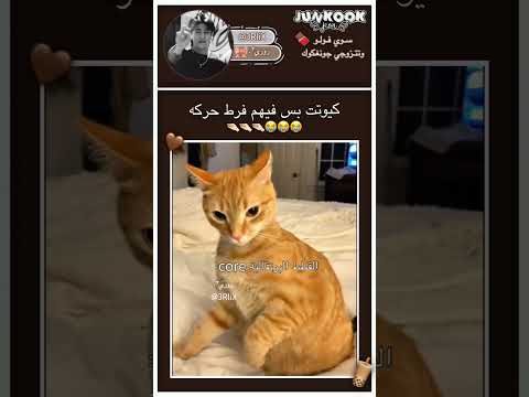 القطط المفضله عندي البرتقاليه بانقتان ممهدين الطريق للكيبوب جونغكوك ستان مالي خلق احط هاشتاقات 