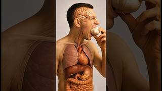 Inside The Body What Happens When You Eat Raw Garlic 3D Anatomical Animation 8K