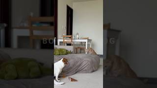 【Jack Russell Terrier傑克羅素㹴BonBon】Pig ears#shorts#jackrussellterrier #傑克羅素㹴#잭러셀