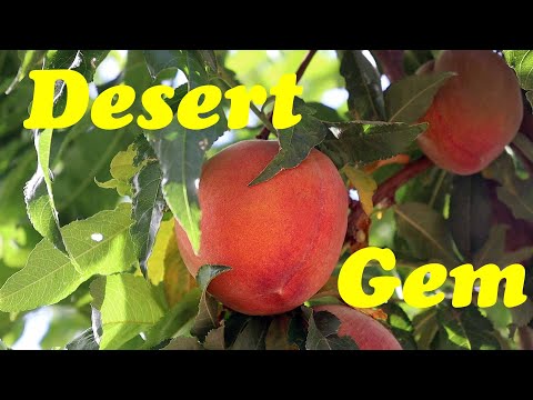Video: Earligrande Peach Fruit: Care Of Earligrande Peaches Hauv Vaj