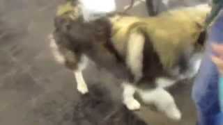 FINNISH LAPPHUND WORLD DOG SHOW