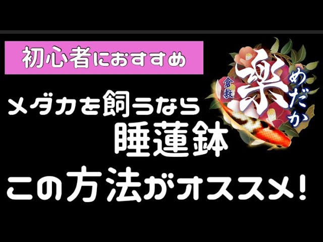 めだかのビオトープ メダカ飼育を始めよう 初心者におすすめ簡単ビオトープ 楽めだか Youtube めだかのビオトープ メダカ飼育を始めよう 初心者におすすめ簡単ビオトープ 楽めだか Youtube