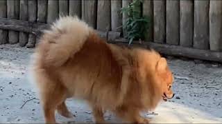 A Pomeranian Dog by the Sea | Quiet Observation screenshot 3