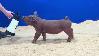 Duroc Gilt 8 10