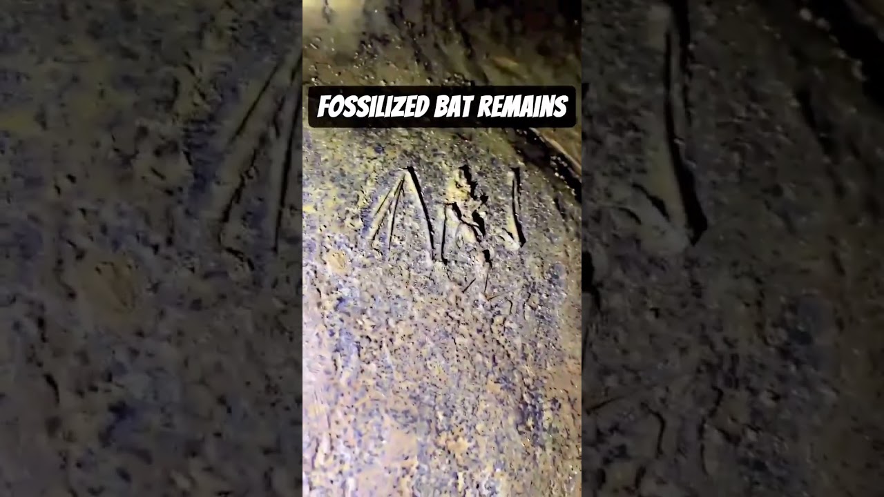 Wow what a discovery 