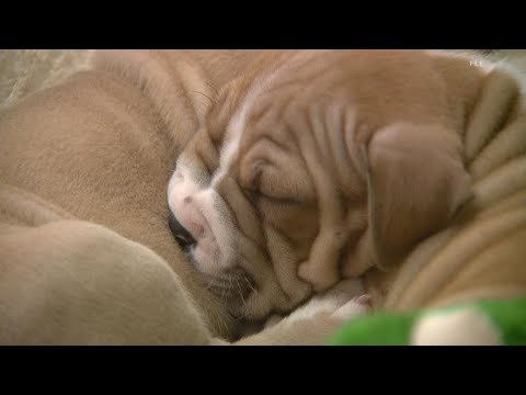 Video: Happy DOGust! 3 spôsoby, ako osláviť univerzálne narodeniny útulku Domáce zvieratá