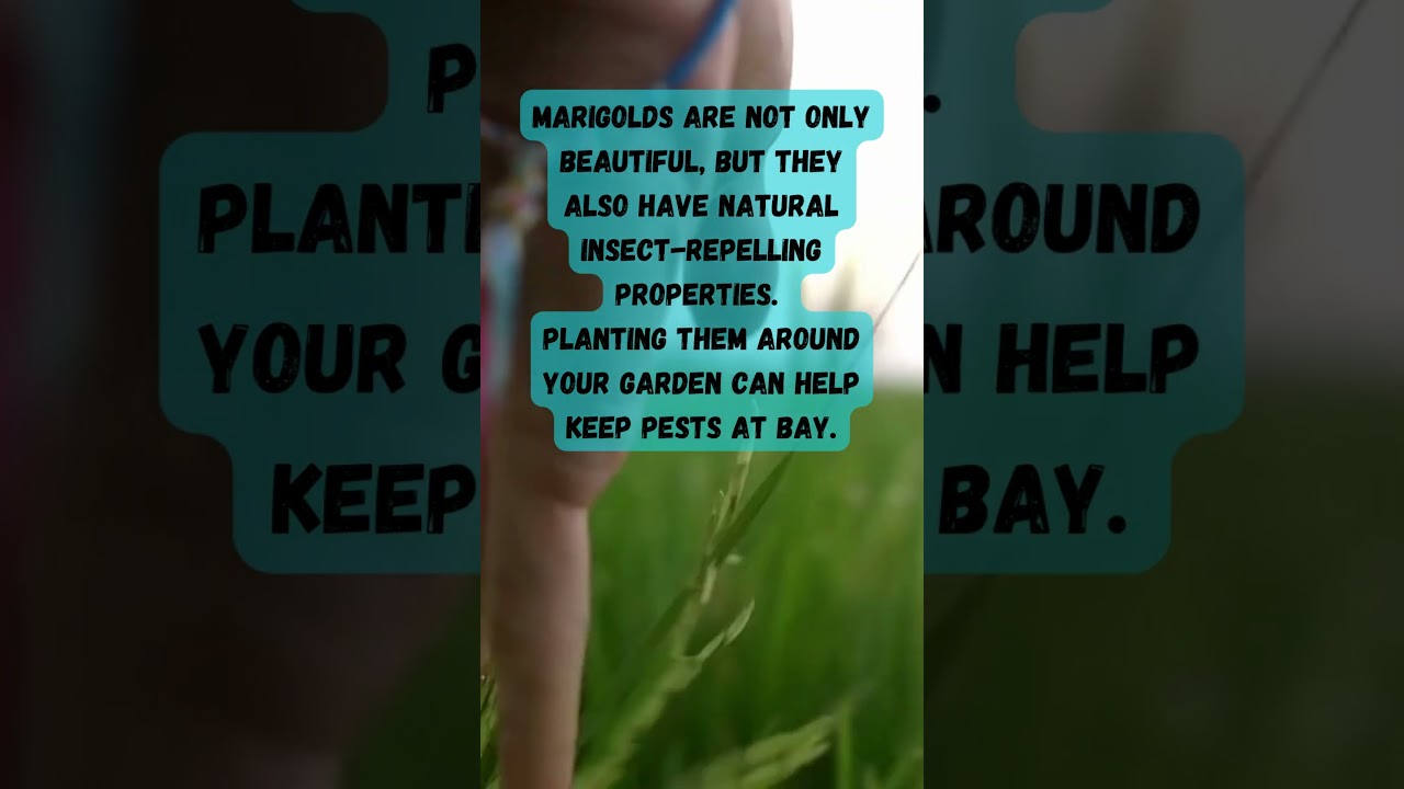 The Ultimate Guide to Creating Your Own Medicinal Garden