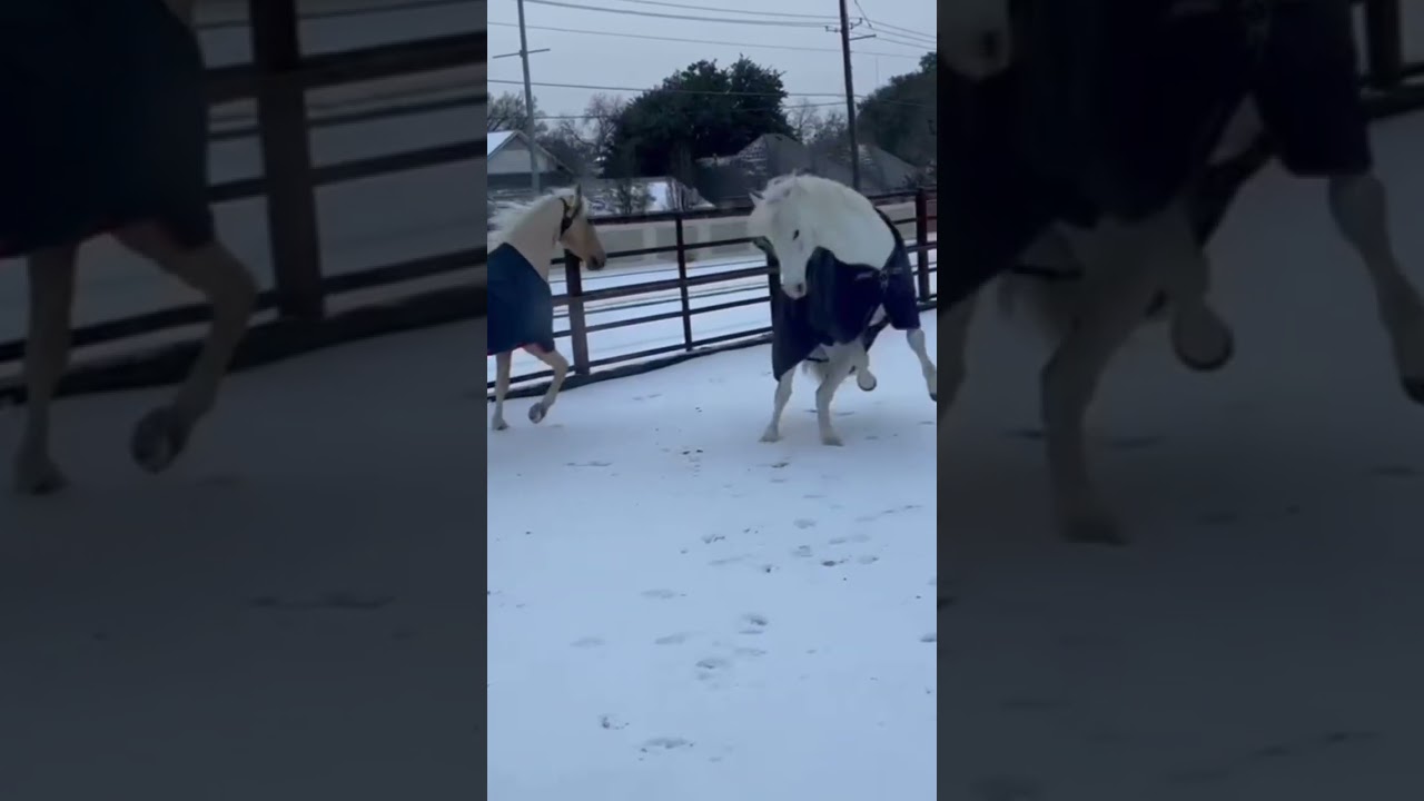 Little demons in the snow 