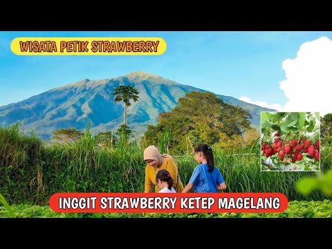 WISATA KEBUN STRAWBERRY INGGIT KETEP dengan view Gunung Merapi dan ...