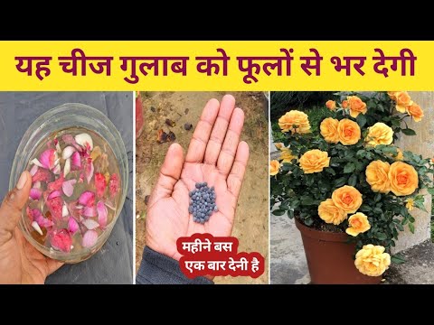 यह चीज गुलाब को फूलों से भर देगी | Best fertilizer for Rose Plant | Home Garden
