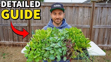 Complete Seed Starting Guide For Beginners: VERY DETAILED!