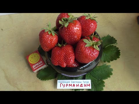 ГУРМАНДИН - новый сорт НСД с крупной и сладкой ягодой. / частная коллекция Светланы Татур.