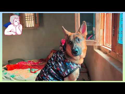 Tommy की खोज जारी है 🤔🤣#germanshepherd