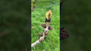 Single-leaved ash - twig & buds - April 2025