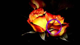 3rd Prototype - Blue video  background music [No copyright] tamil screenshot 4