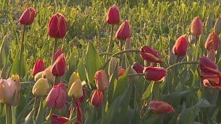 Flinchbaugh's Orchard and Farm Market invites visitors to pick tulips