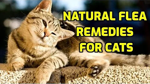 Cat Flea Treatment (10 Natural Ways!)