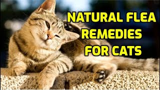 Cat Flea Treatment (10 Natural Ways!)