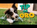 Educa la mordida y destrozos de tu perro - Tips que valen ORO