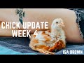 ISA Brown CHICKS WEEK 4 - Chicken teenagers, Brooder, Free Range, Sounds, Treats, Feed, Coop, Pets