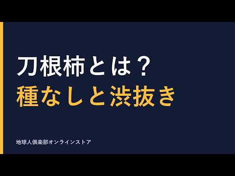 刀根柿（とねがき）とは？種なし柿の渋抜きの仕組みと堀内農園