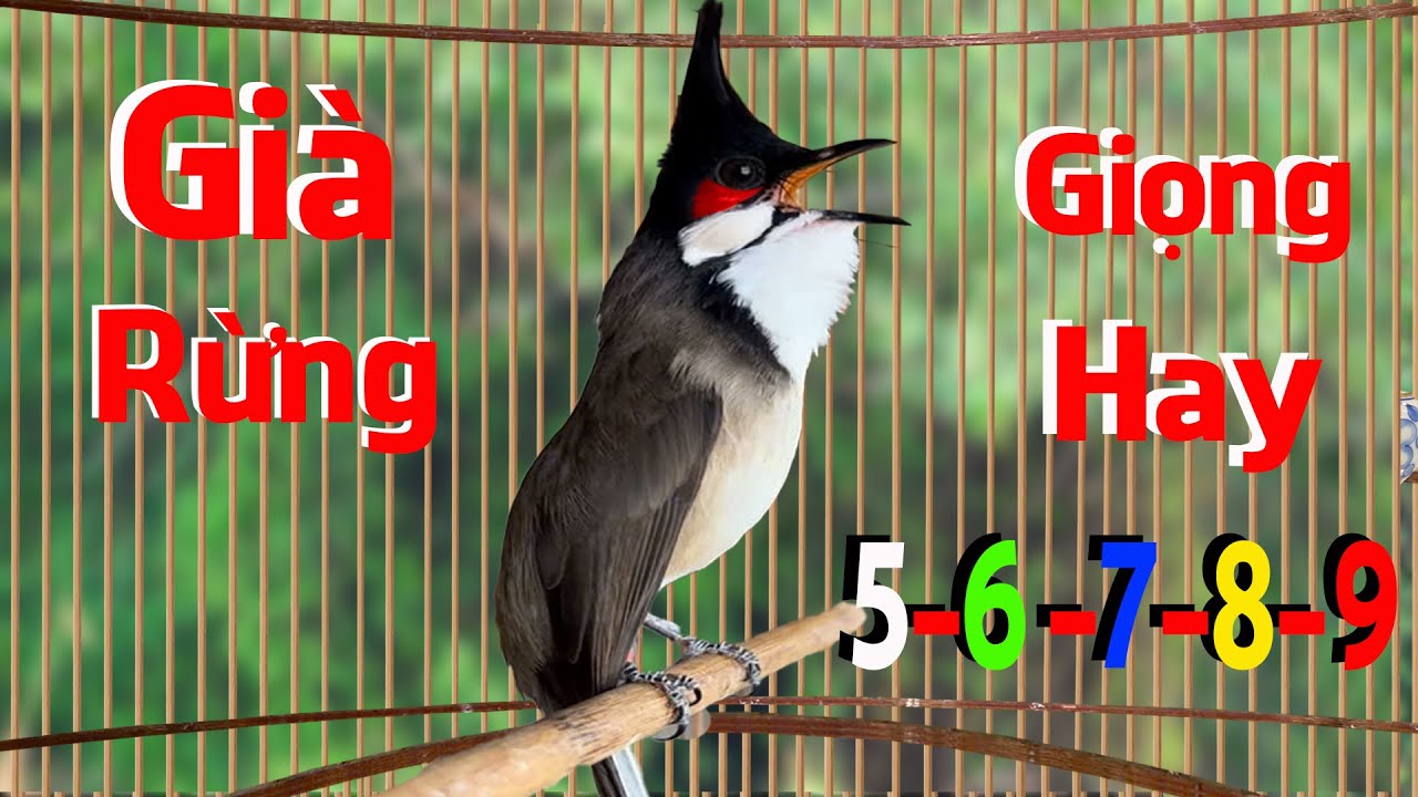 💦Luyện Giọng SÔNG-- KÔN Cho Má Trắng. Kích Bổi Đấu Ché - Chào Mào Non Dễ Học .song kon 77